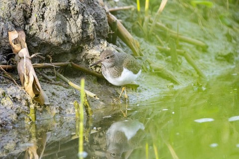 Common sandpiper (Actitis hypoleucos) Germany