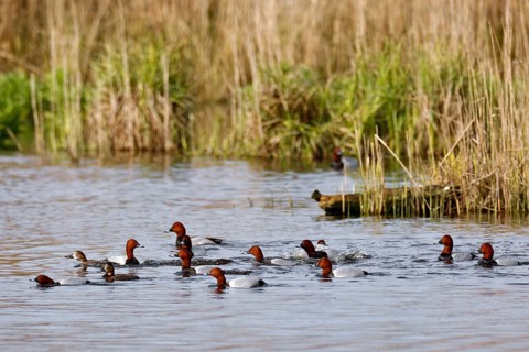 Common Pochard (Aythya ferina) group displaying, Saxony-Anhalt, Germany