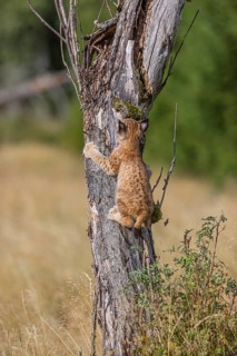 One young (10 weeks old) male Eurasian lynx, (Lynx lynx), climbing up a tree