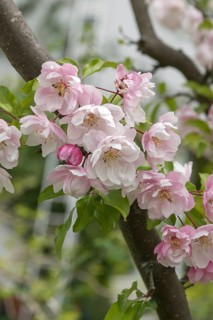 Ornamental apple (Malus 'Van Eseltine'), calf family garden, Germany
