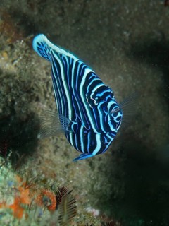 Emperor angelfish juvenile (Pomacanthus imperator)