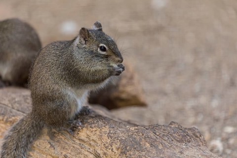 One Père David's rock squirrel (Sciurotamias davidianus), also known as the Chinese rock squirrel