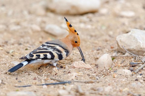 Hoopoe, (Upupa epops), on a perch, family Hoopoes, early raptors, Hides de El Taray / Lesser