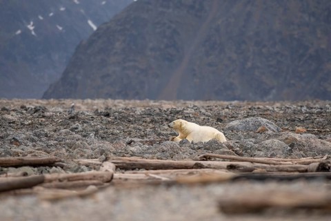 Reclining polar bear (Ursus maritimus), male, Blomstrandhalvoya, Svalbard and Jan Mayen