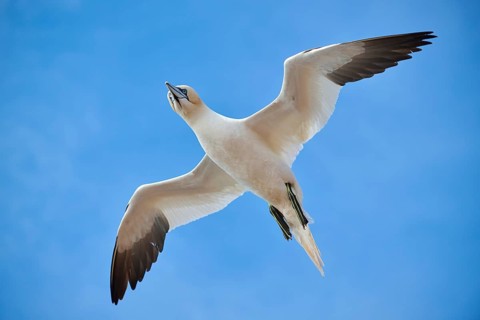 Northern gannet (Morus bassanus) flying in the sky, wildlife, Helgoland, Germany