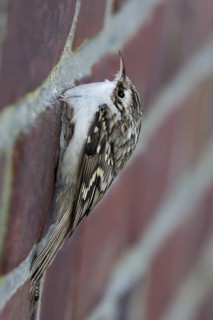 Eurasian Treecreeper (Certhia familiaris), Schleswig-Holstein, Germany