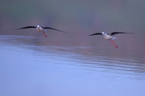 Black-winged Stilt (Himantopus himantopus) flying, Greece