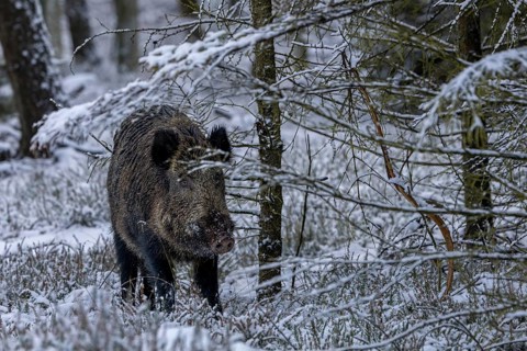 A wild boar boar (Sus scrofa) seeks cover in a spruce shelter, early winter, winter, snow, cold,