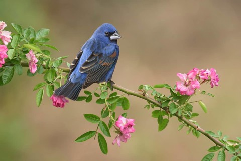 Blue Grosbeak (Passerina caerulea) male perched on a flowering branch, Texas, USA