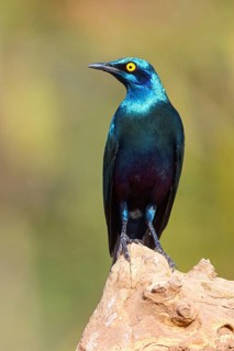 Greater Blue-tailed Glossy Starling, (Lamprotornis chalybaeus), Greater Blue-eared Glossy Starling,