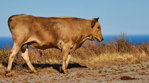 A single brown cow stands on a sunny cliff by the sea, farm animals, Mani Peninsula, Peloponnese,