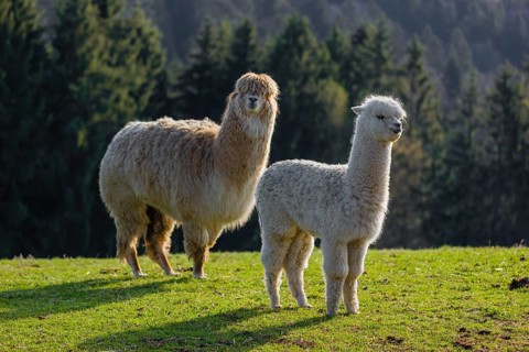 A white adult female Alpaca (Vicugna pacos) and a white young stand on a green meadow . A forest is