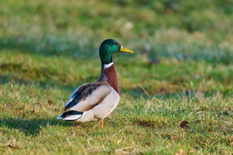 Mallard (Anas platyrhynchos), standing on a green meadow and looking into the distance, spring,