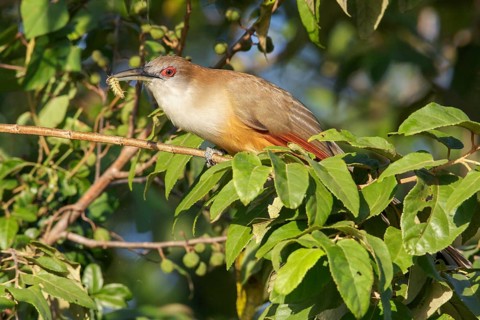 Great Lizard Cuckoo (Coccyzus merlini) perched on a branch in Cuba