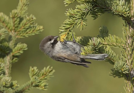 Boreal Chickadee (Poecile hudsonicus), Alaska, USA