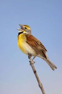 Dickcissel Spiza americana Prairie State Park, Missouri, United States 1 May Adult Male