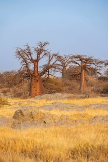 African baobab or baobab tree (Adansonia digitata), several trees at sunrise, Kubu Island (Lekubu),