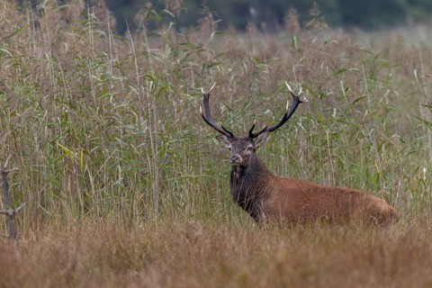 Red deer (Cervus elaphus) leaving a reed thicket in the late morning, rutting season, marshland,