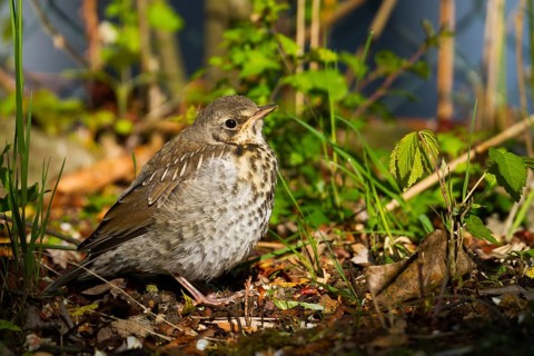 Fieldfare (Turdus pilaris) juvenile perched on the ground, Baden-Wuerttemberg, Germany
