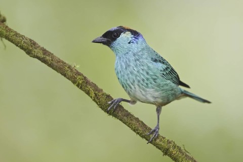 Golden-naped Tanager (Tangara ruficervix), Ecuador