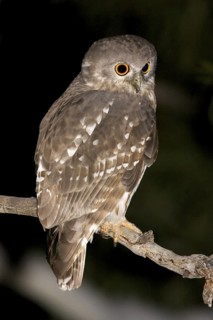 Barking Owl (Ninox connivens), Kimberley, Western Australia, Australia