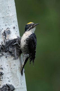 American Three-toed Woodpecker (Picoides dorsalis) male, British Columbia, Canada, Canada