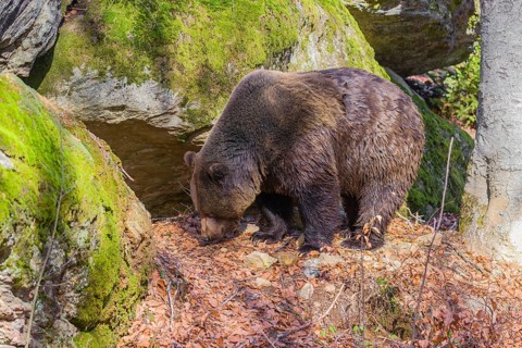 An adult male brown bear (Ursus arctos arctos) walks over moss-covered rocks in a forest