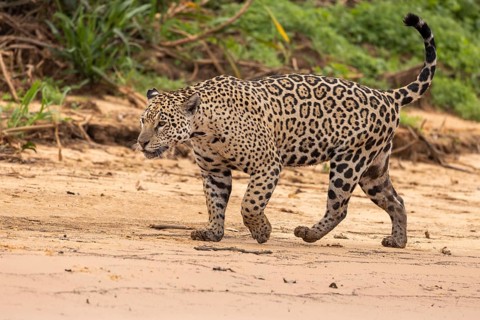Jaguar (Panthera onca) running across a sandy beach, Pantanal, Brazil