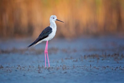 Black-winged Stilt (Himantopus himantopus) foraging, Lake Neusiedl, Austria