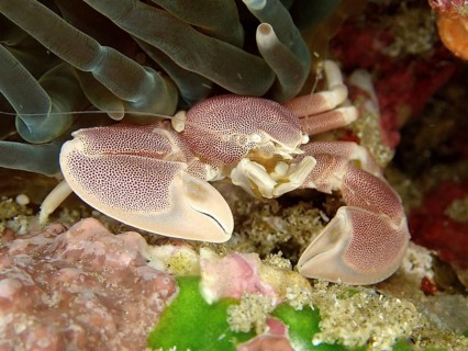 Spotted porcelain crayfish (Neopetrolisthes maculatus)