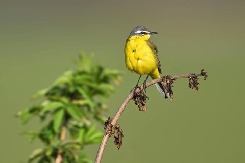 Yellow wagtail (Motacilla flava), male sitting on a branch, Lake Neusiedl National Park, Seewinkel,