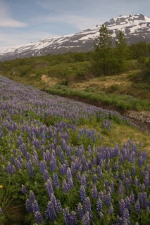 Nootka lupine, Lupinus nootkatensis, covering large areas in iceland to stop erosion.