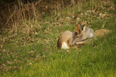 Roe deer (Capreolus capreolus) six-headed buck in winter coat lying at the edge of the forest,