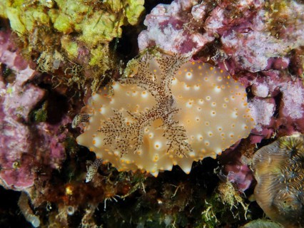 A patterned nudibranch, Batangas Halgerda (Halgerda batangas), on a colourful coral reef, dive site