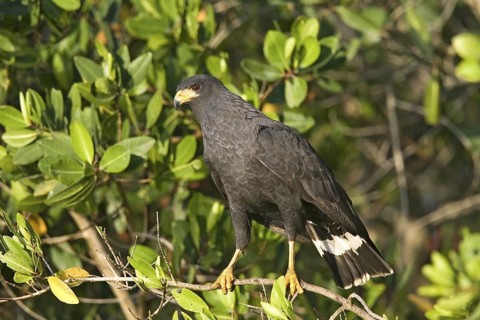 Common Black Hawk Buteogallus anthracinus San Blas, Nayarit, Mexico 28 March Adult Acciptridae