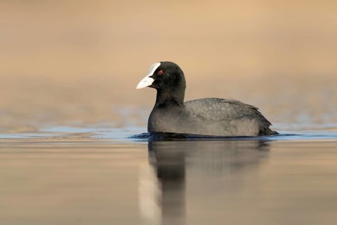 Meerkoet zwemmend in winterlicht, Coot in winter light