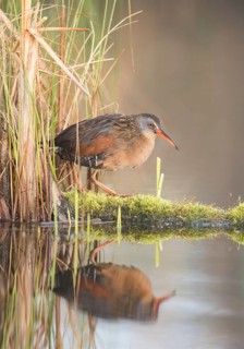 Virginia Rail (Rallus limicola), British Columbia, Canada
