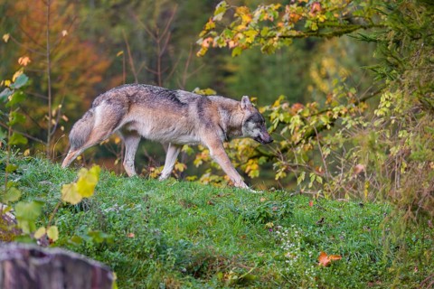 A Eurasian gray wolf (Canis lupus lupus) runs down a hill on a lying tree trunk. Early morning