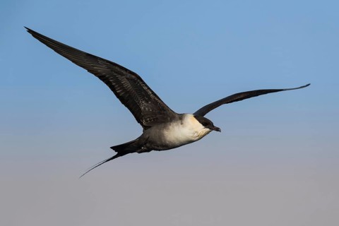 Long-tailed Jaeger (Stercorarius longicaudus) flying, Eilat, Israel
