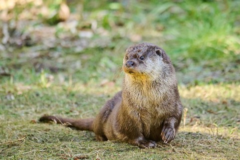 Eurasian otter (Lutra lutra) on a meadow, playing, in the bavarian forest, Bavaria, Germany