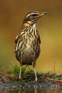 Redwing (Turdus iliacus), Utrecht, Netherlands