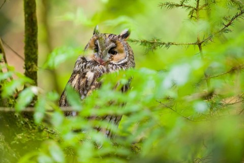 One long-eared owl (Asio otus), sitting on a branch of a tree, between green leaves