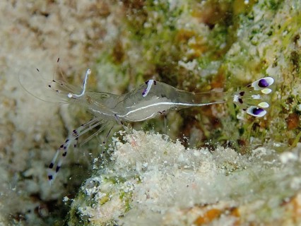 Red Sea partner shrimp (Periclimenes longicarpus)