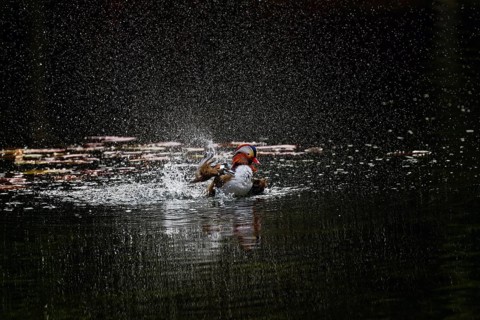 Mandarin duck (Aix galericulata), male, front view, taking a dip, water droplets splashing upwards,