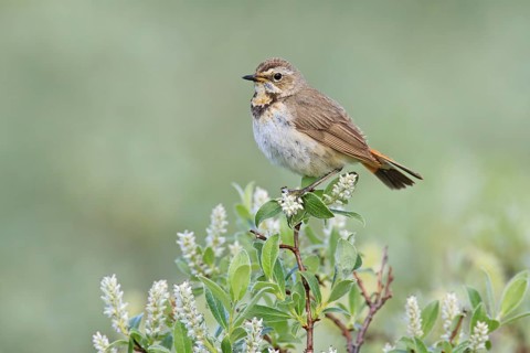 Bluethroat (Luscinia svecica svecica) female, Sweden