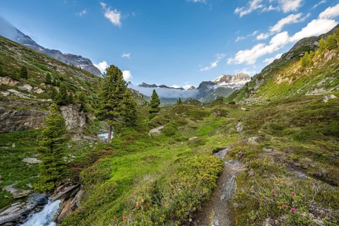 Mountain landscape with alpine roses and mountain stream Zemmbach, mountain peak Kleiner Mörcher in