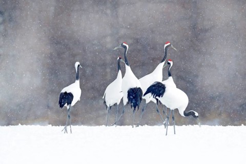 Flock of cranes with snow flakes, Japan Winter. Dancing pair of Red-crowned crane with open wing in