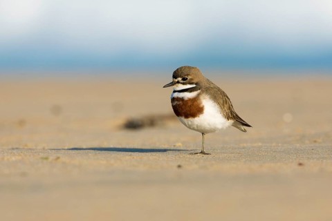Double-banded Plover (Charadrius bicinctus) on beach, Victoria, Australia