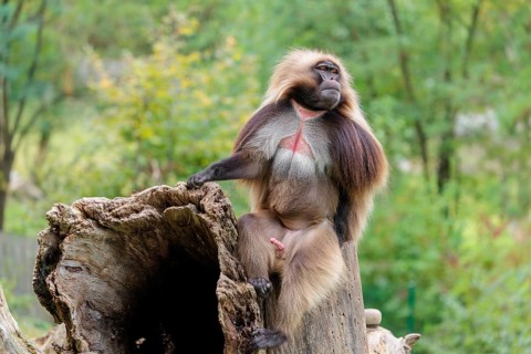 A male Gelada (Theropithecus gelada), or bleeding-heart monkey sits on a rotten tree stump lying in
