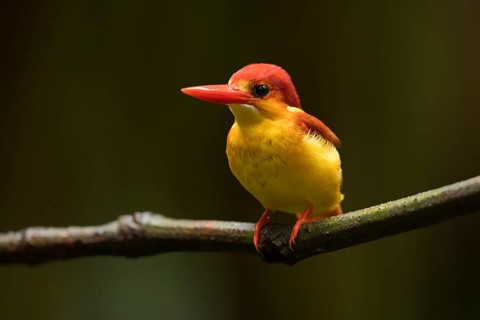 Oriental Dwarf Kingfisher (Ceyx erithaca) perched on a branch, Selangor, Malaysia